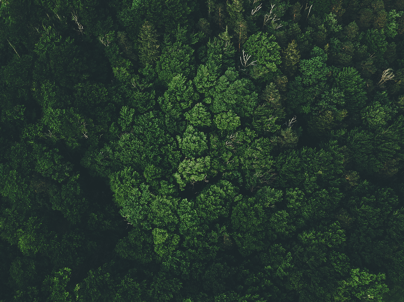 Ein Wald aus der Vogelperspektive mit der DJI Mavic Pro Platinum. Bildbearbeitung in Lightroom.