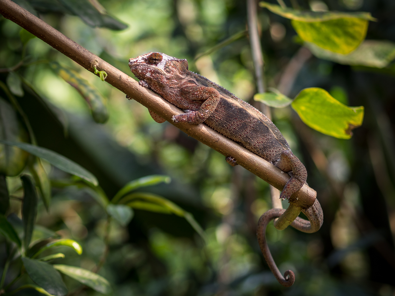 Beispielbild der Olympus OM-D E-M10 Mark 2.