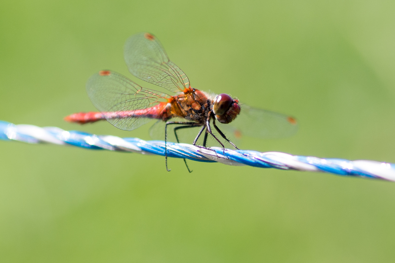 Beispielbild der Olympus OM-D E-M10 Mark 2.