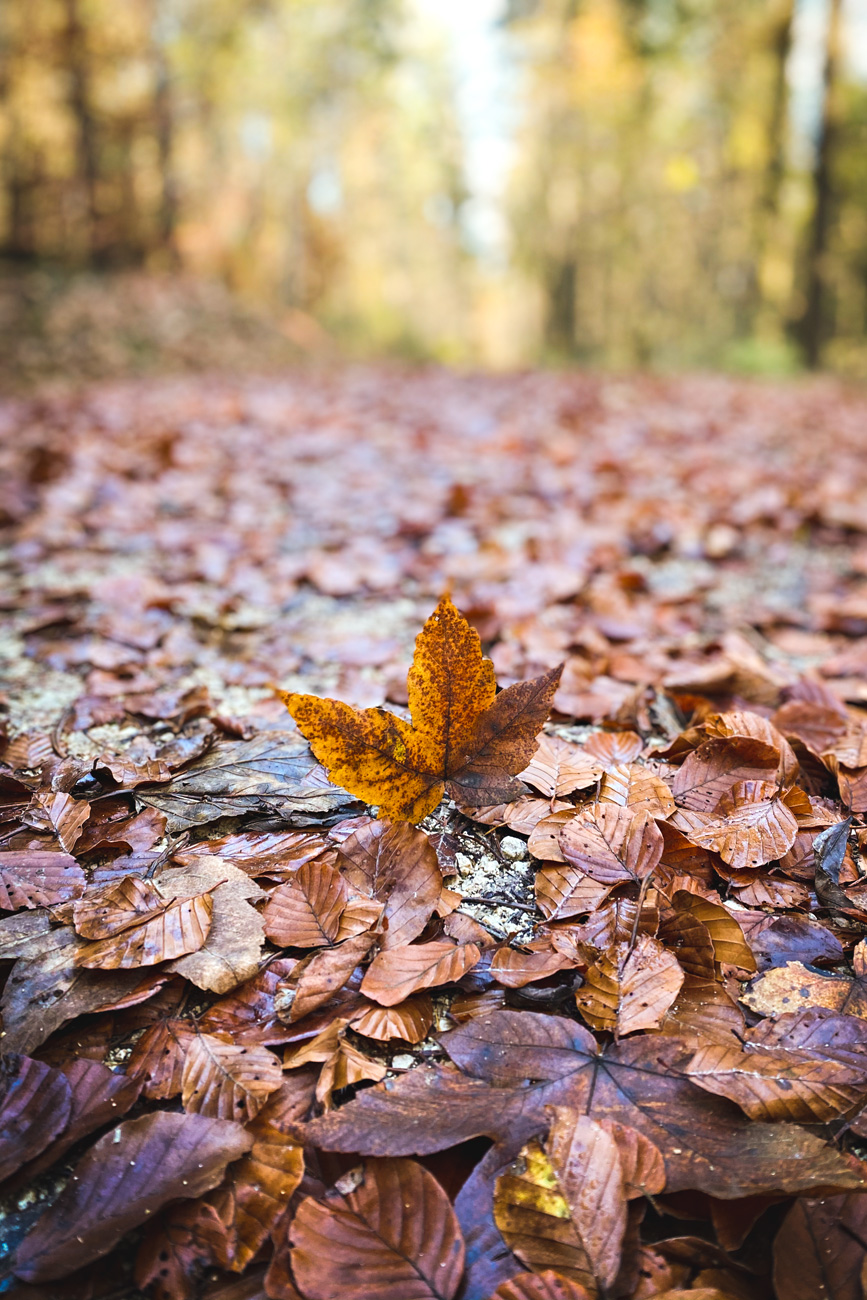 Mit dem iPhone 11 lässt sich auch wunderbar im Herbst fotografieren.