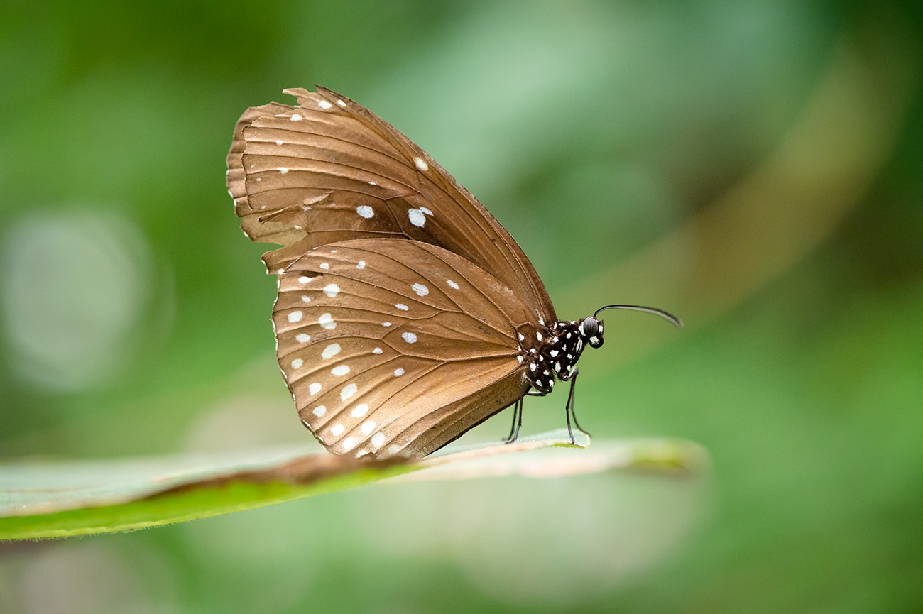 Nikon Z6 Erfahrungsbericht. Foto mit FTZ Adapter und 105mm Makro.